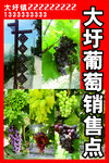 大圩葡萄销售点展示
