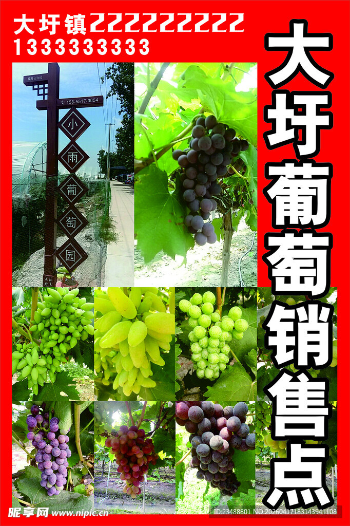 大圩葡萄销售点展示