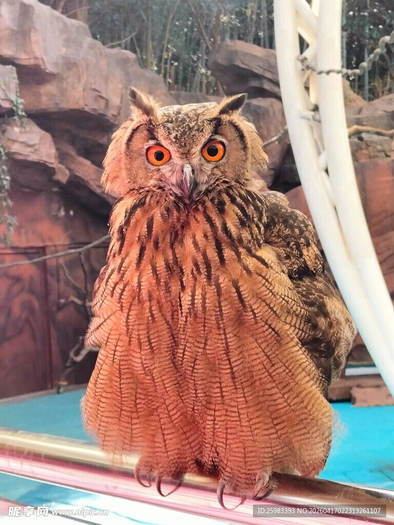 猫头鹰