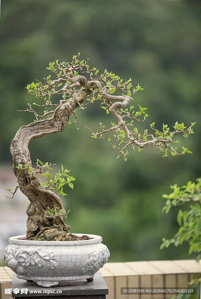 盆景