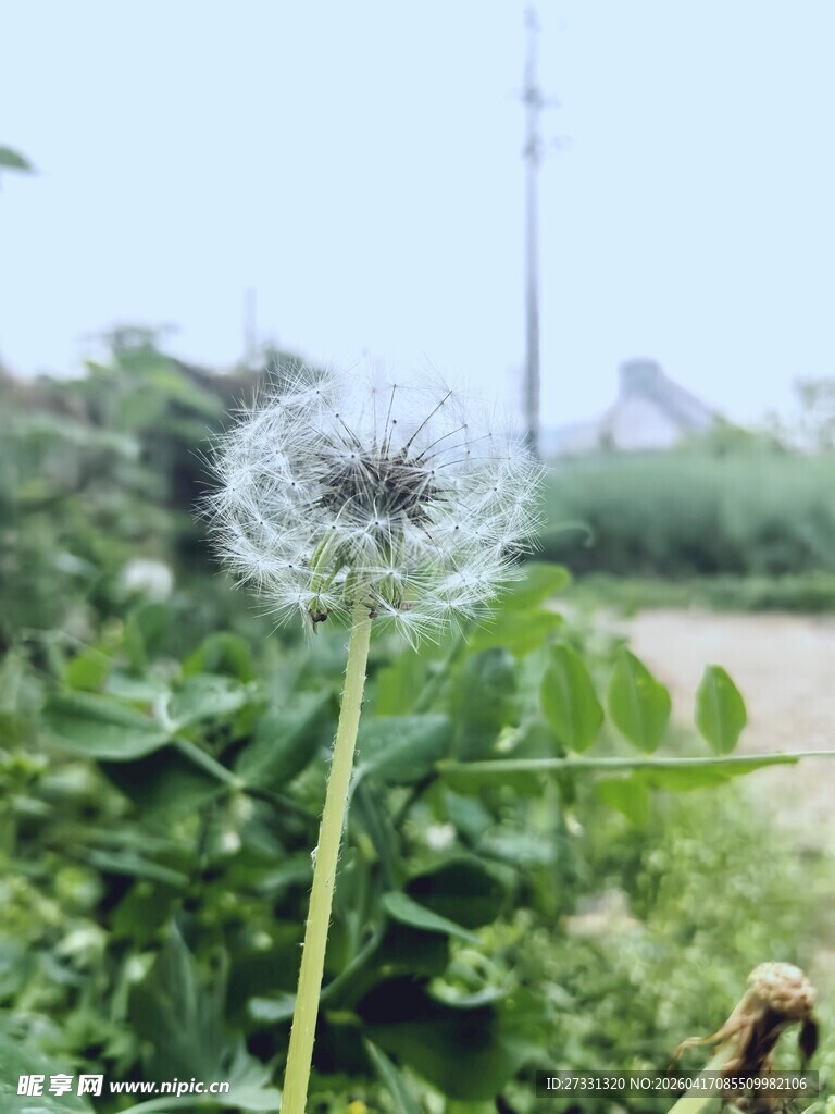 田野中的蒲公英特写