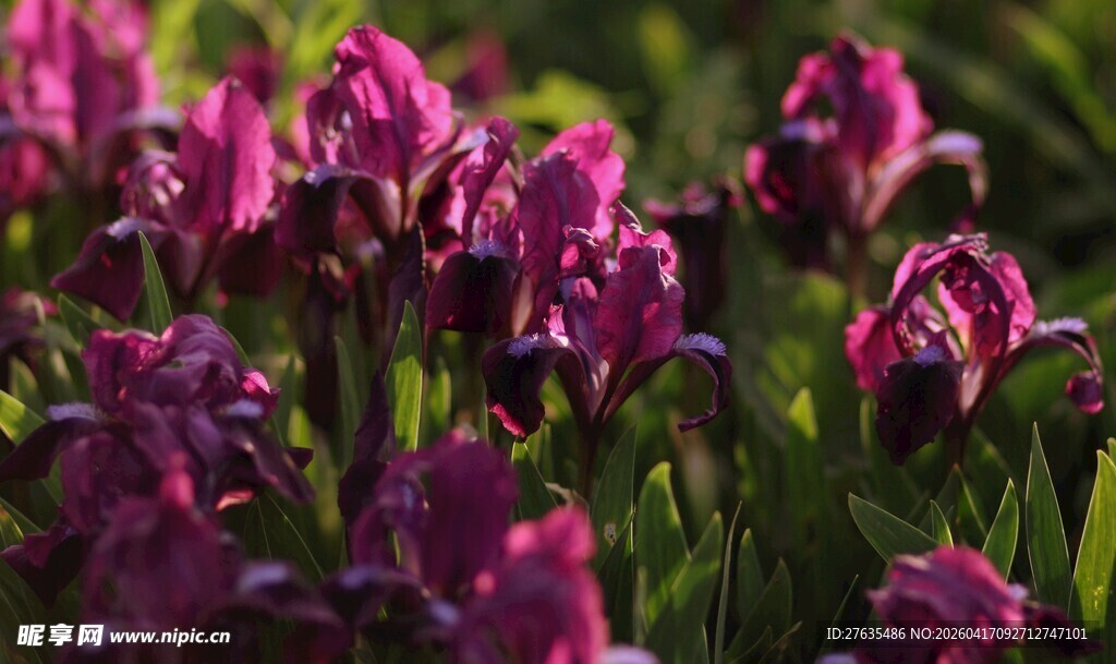 紫色鸢尾花绽放美景