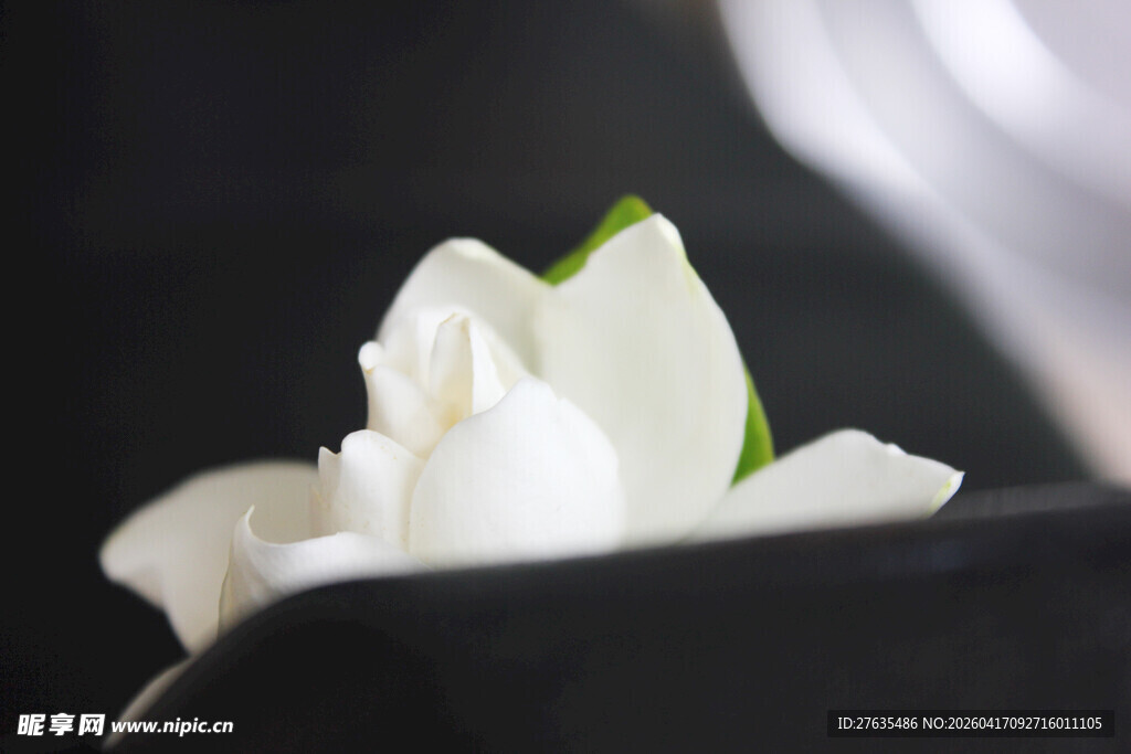 洁白茉莉花特写