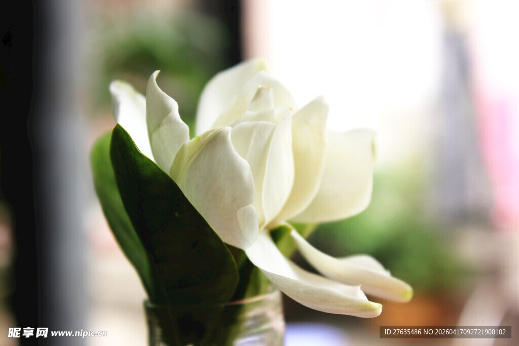 素雅白兰花特写