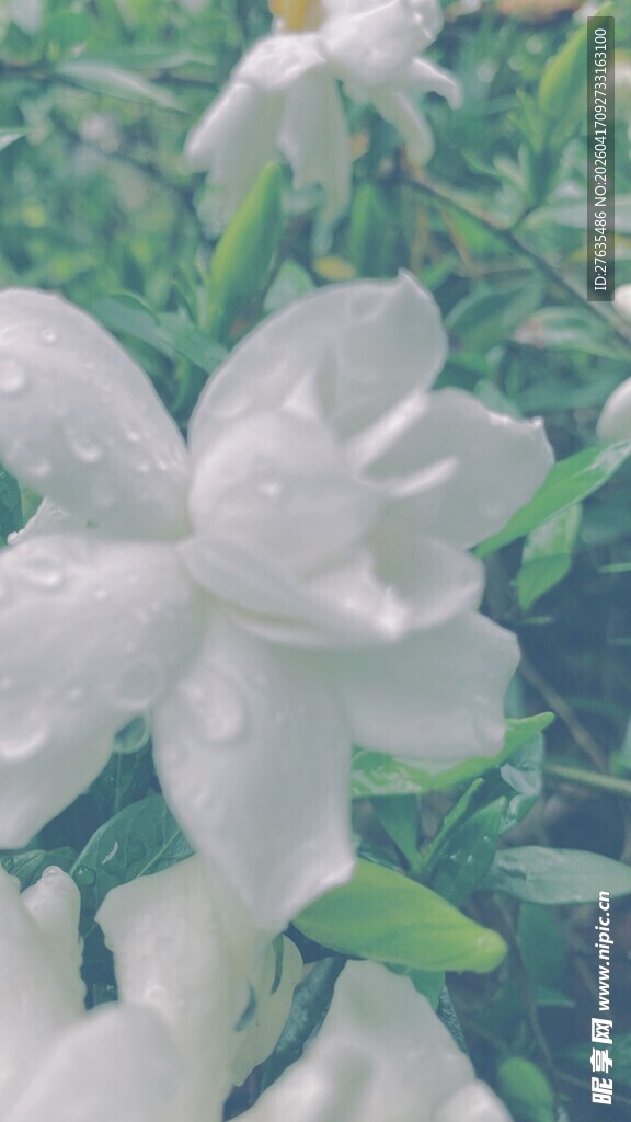 带露栀子花清新绽放