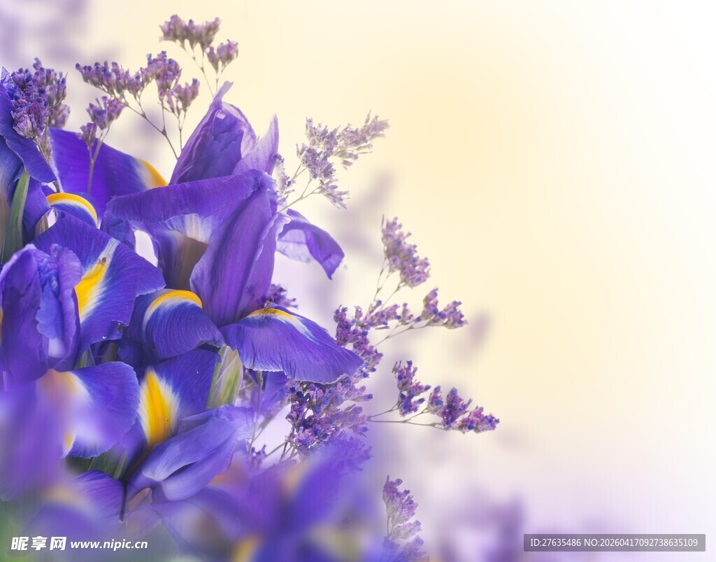 紫色鸢尾花特写