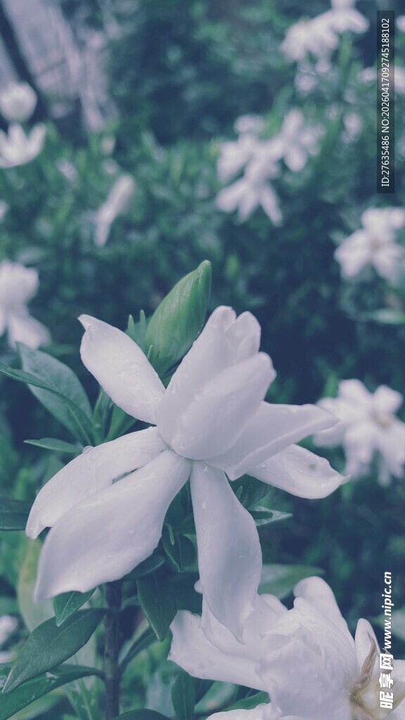 清新素雅的绽放白花朵