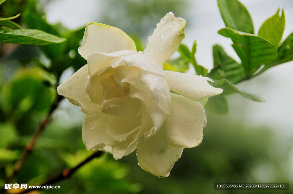 洁白栀子花绽放枝头
