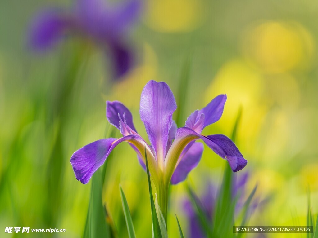 紫色鸢尾花绽放于草地