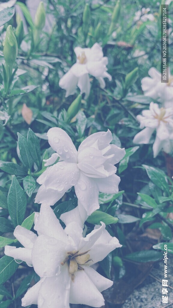 清新淡雅的白色花卉绽放