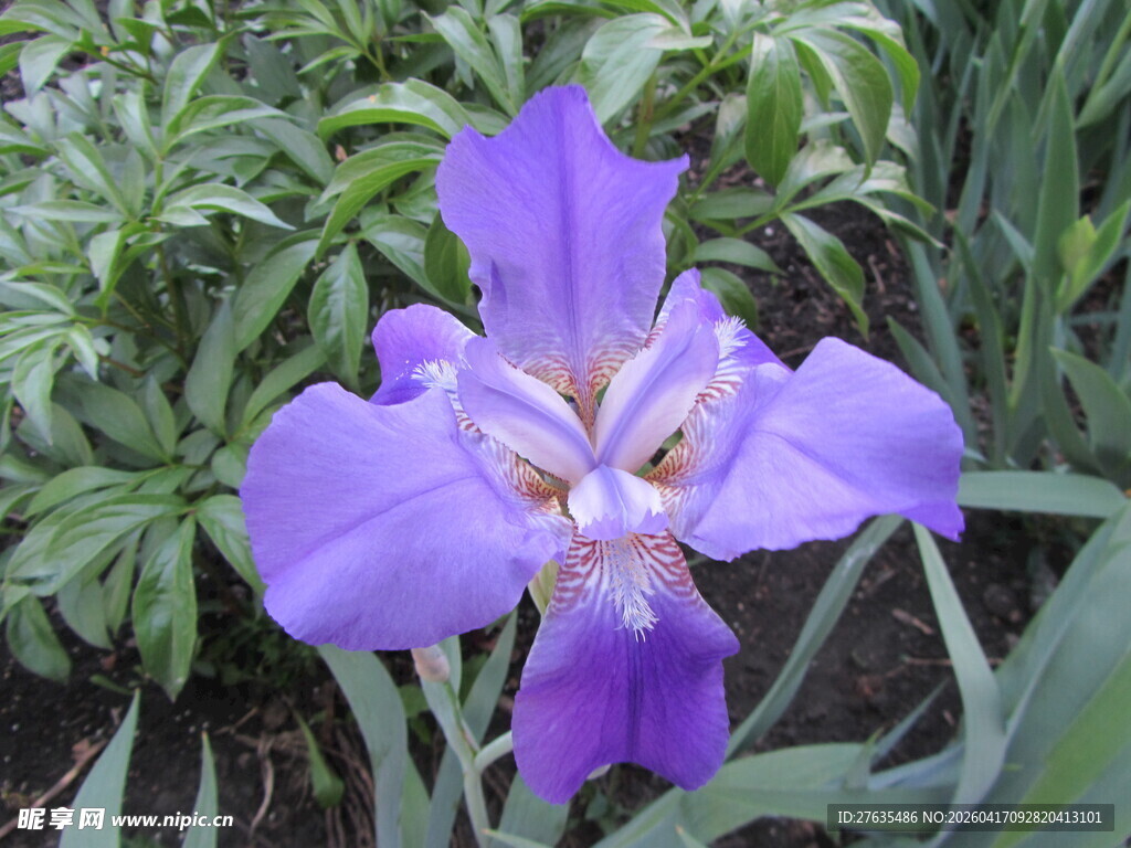 紫色鸢尾花特写
