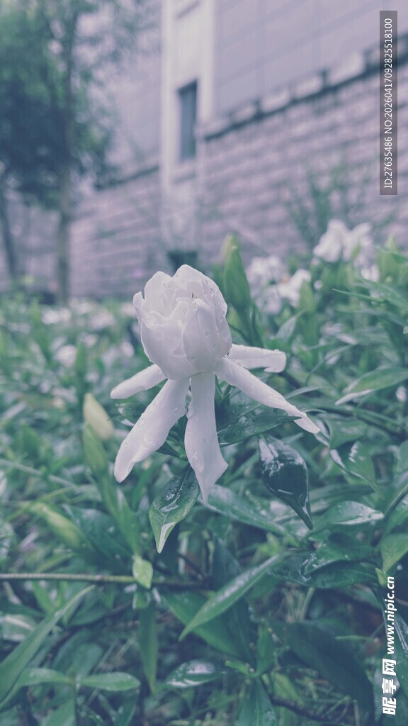 白色花朵绽放于绿叶间