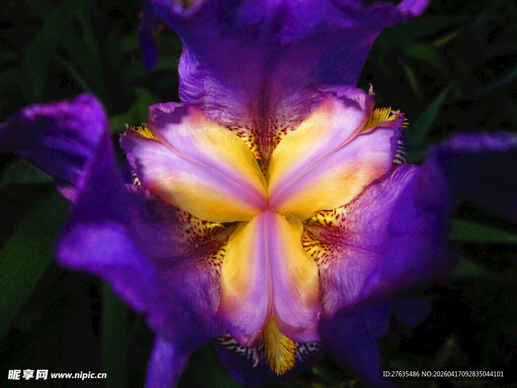 紫色鸢尾花特写