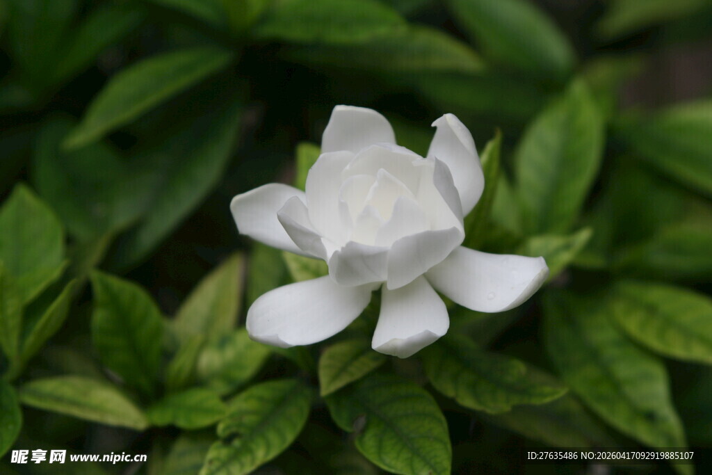 洁白栀子花绽放绿叶间