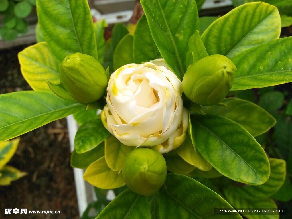 含苞待放的栀子花