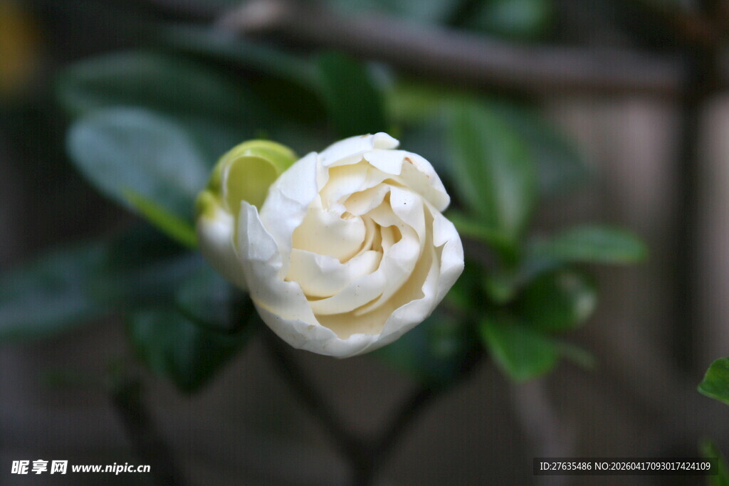 洁白绽放的美丽栀子花