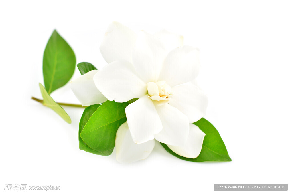 洁白茉莉花