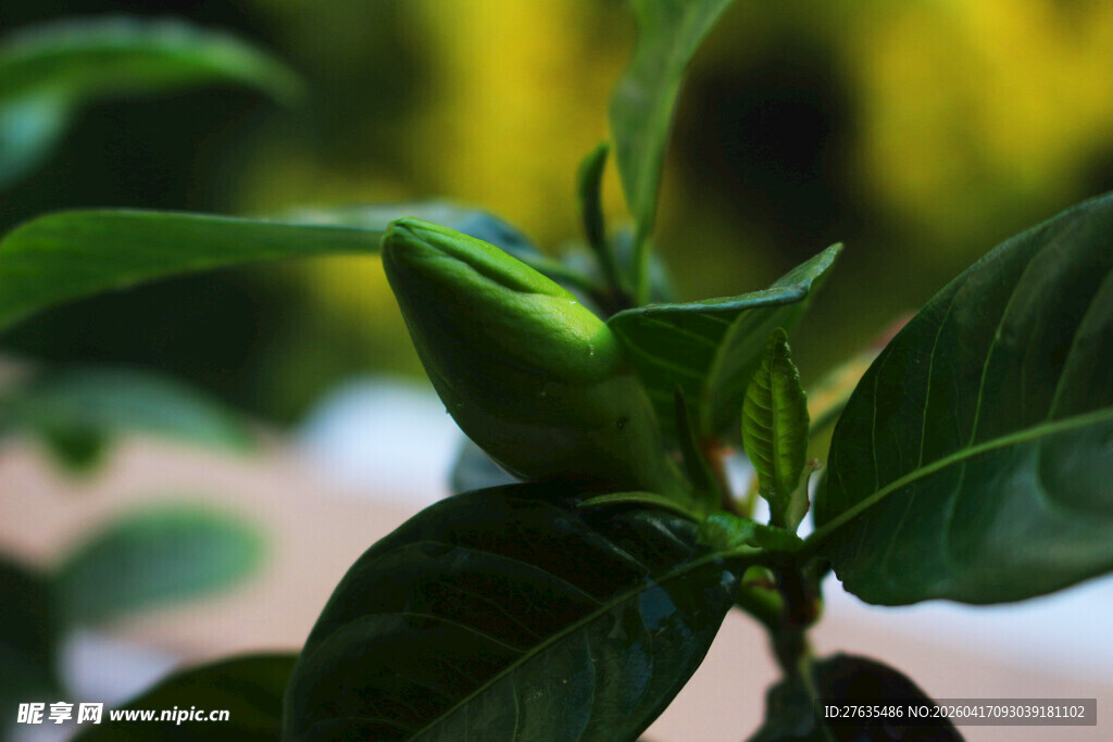 嫩绿植物花苞特写