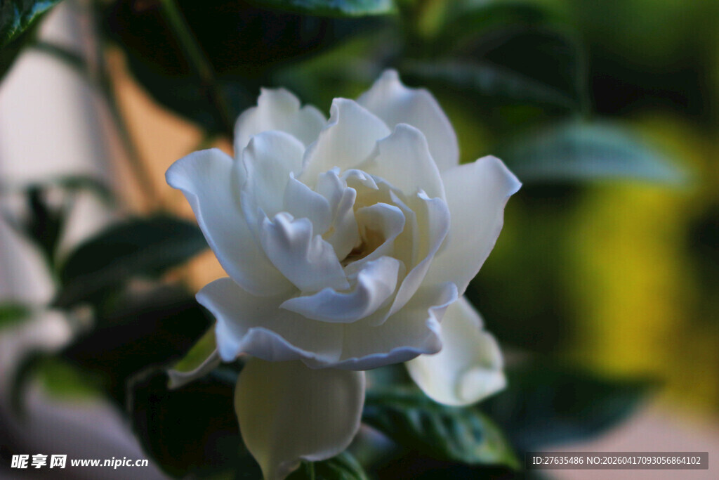 洁白绽放的优雅白玫瑰花