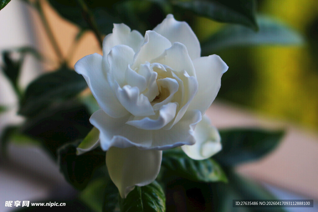 洁白优雅的绽放白玫瑰