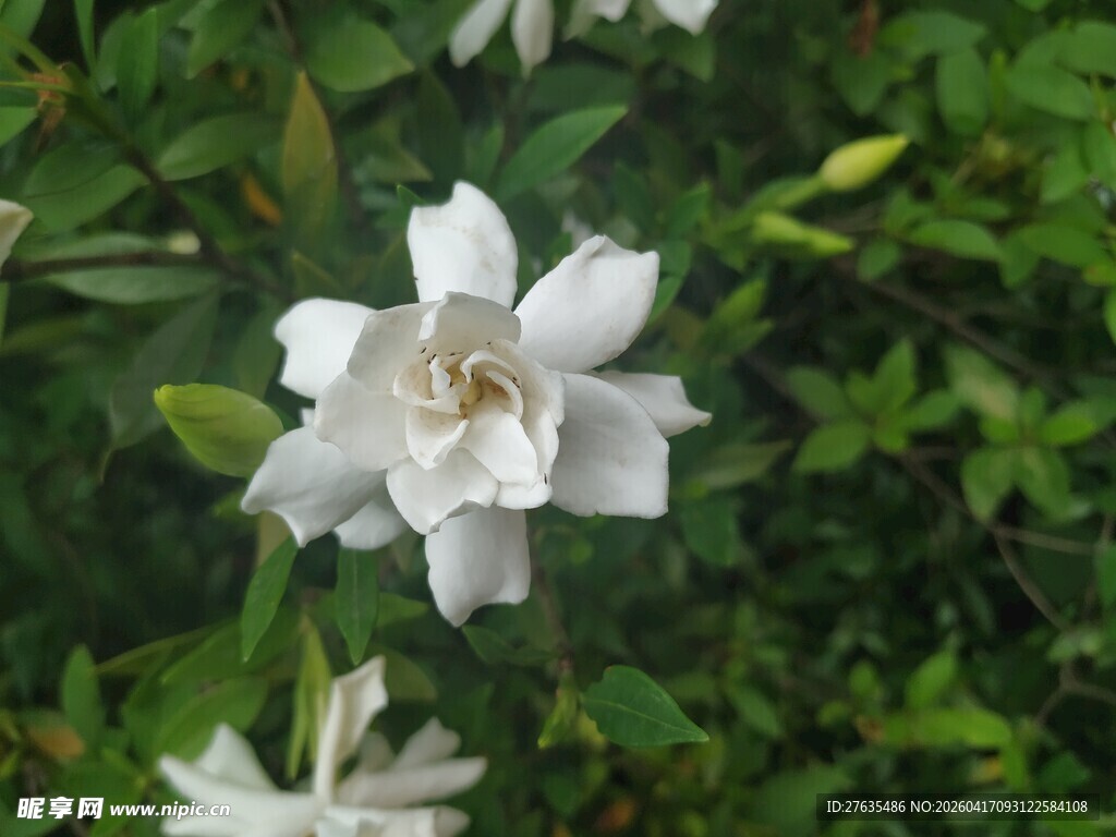 洁白栀子花绽放绿叶间