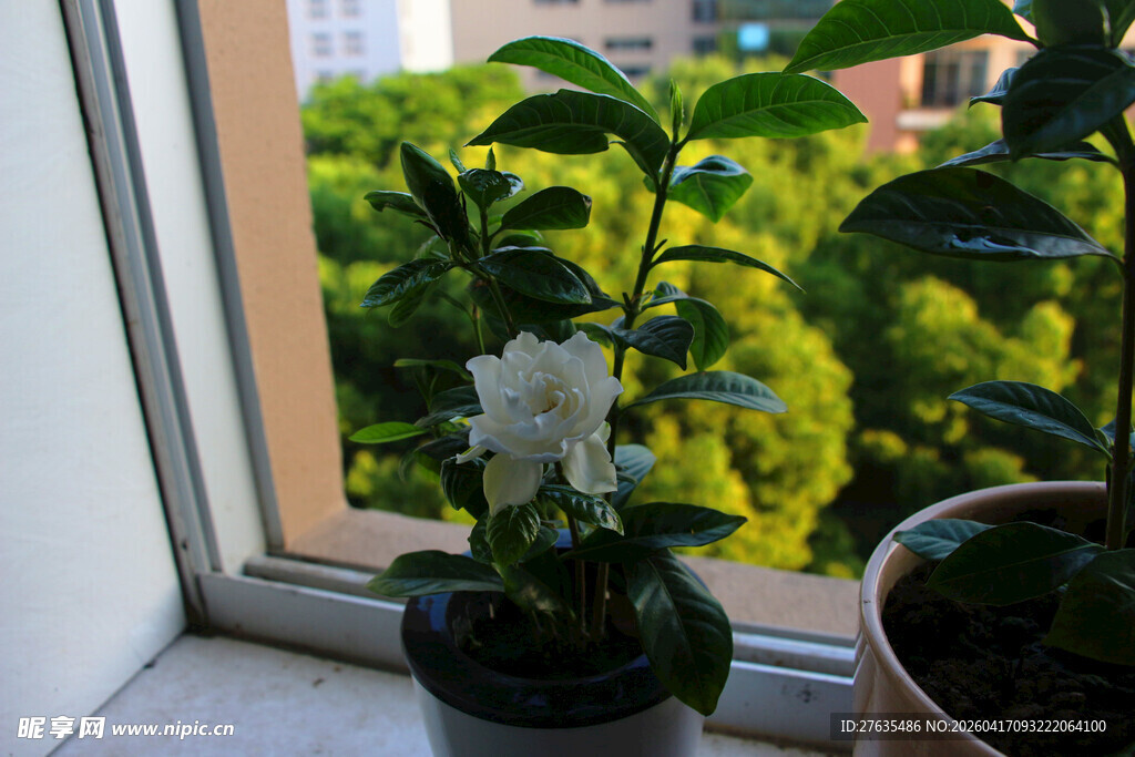 窗边素雅白花香溢盆栽