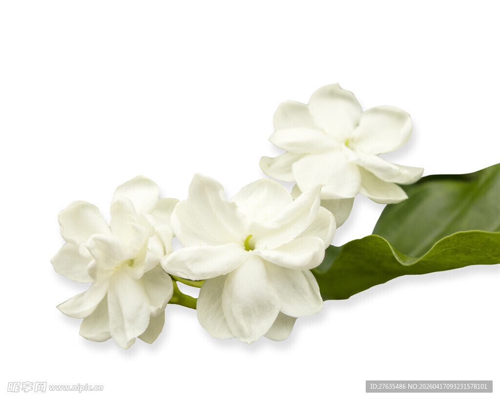 洁白茉莉花