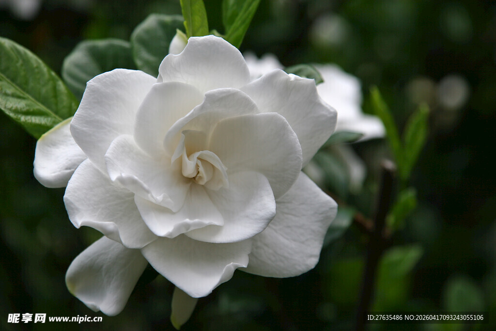 洁白栀子花绽放绿意间