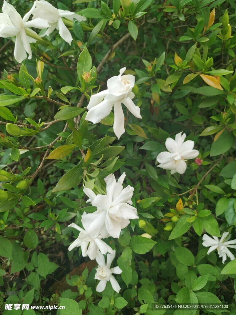 洁白茉莉花绽放绿叶间