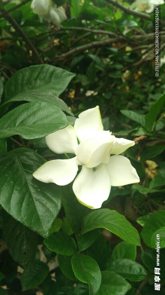 洁白栀子花绽放绿叶间