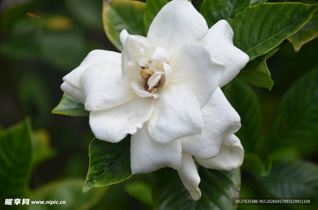 洁白栀子花绽放