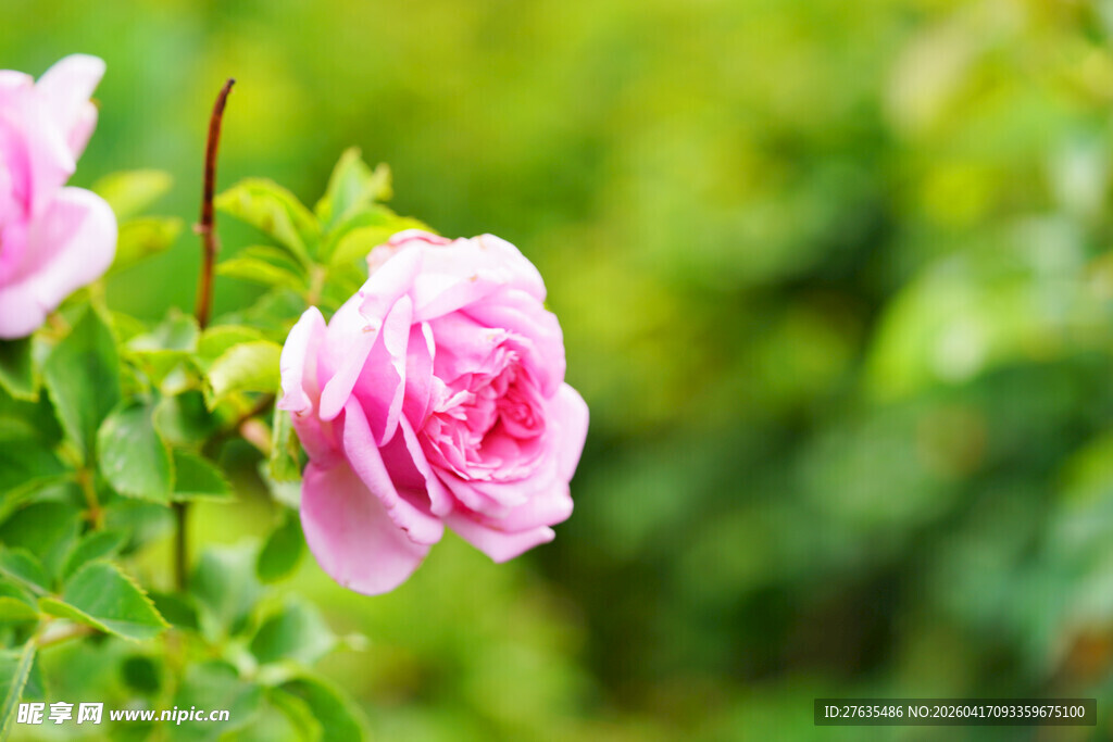 娇艳绽放的粉色玫瑰花