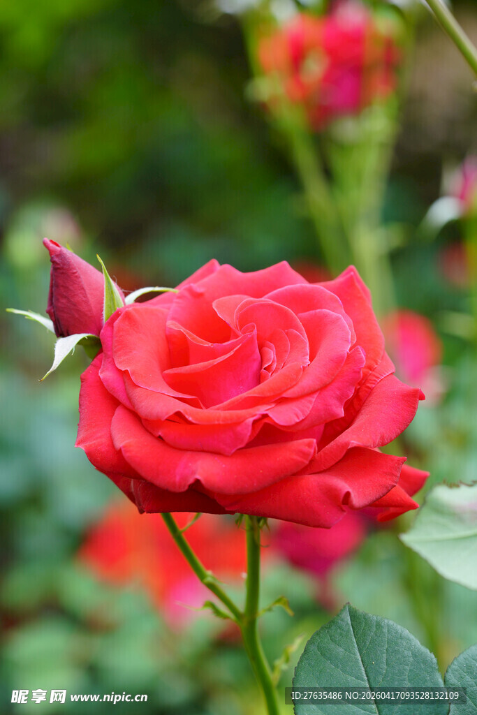 娇艳红玫瑰绽放