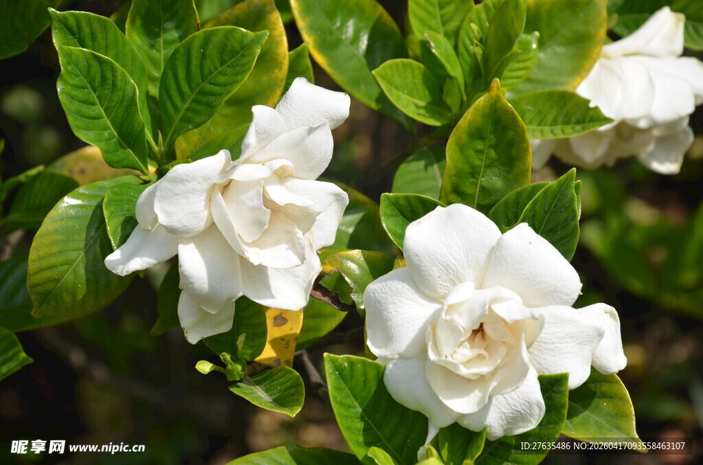 洁白栀子花绽放绿叶间