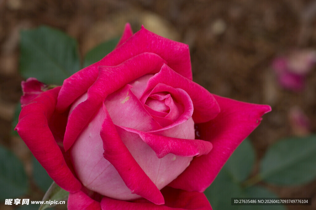 娇艳绽放的粉色玫瑰花
