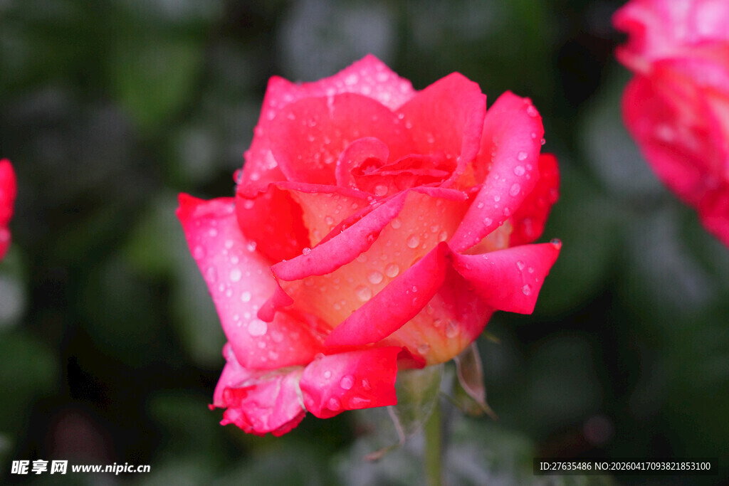 娇艳绽放的粉红色月季花