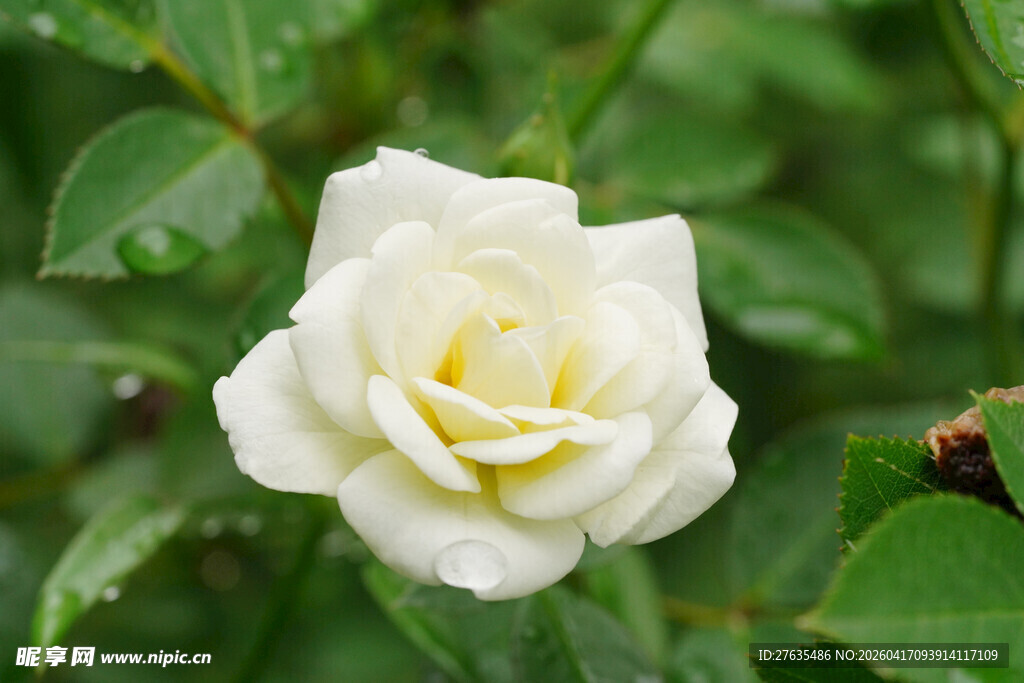 白玫瑰绽放于绿叶间