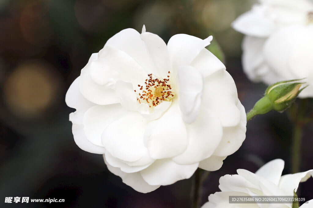 洁白绽放的美丽白玫瑰花