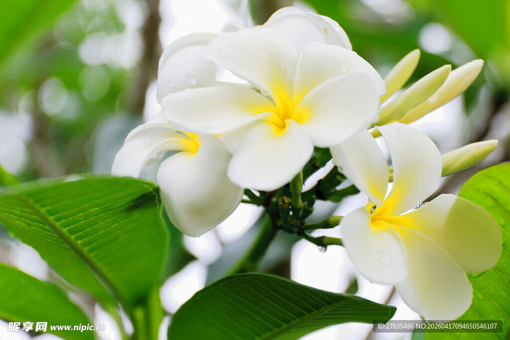 洁白鸡蛋花绽放绿叶间