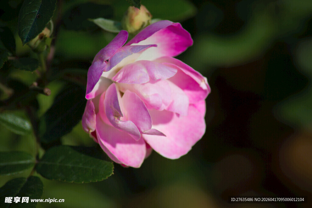 娇艳绽放的粉色花朵