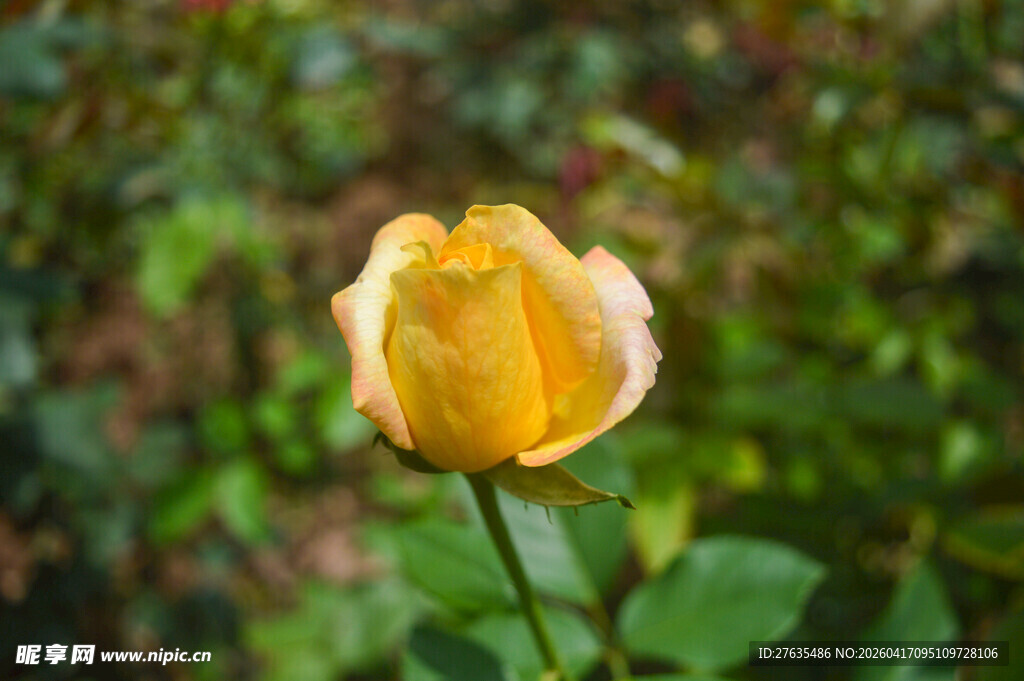 黄玫瑰绽放