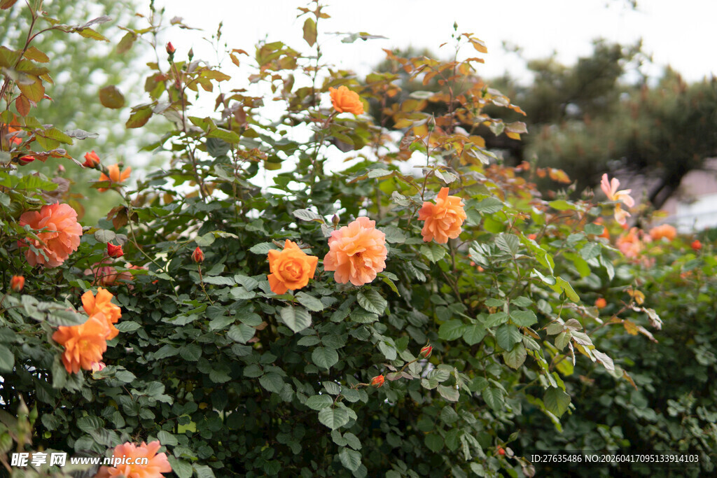 盛开的橙色月季花
