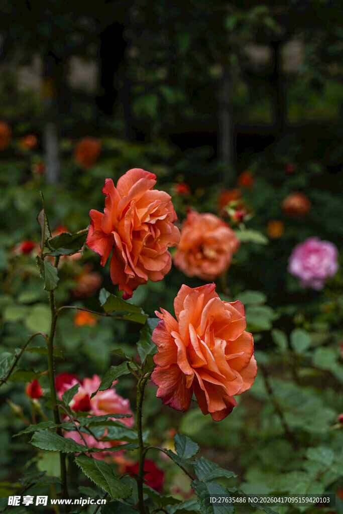 花园中绽放的艳丽橙色玫瑰