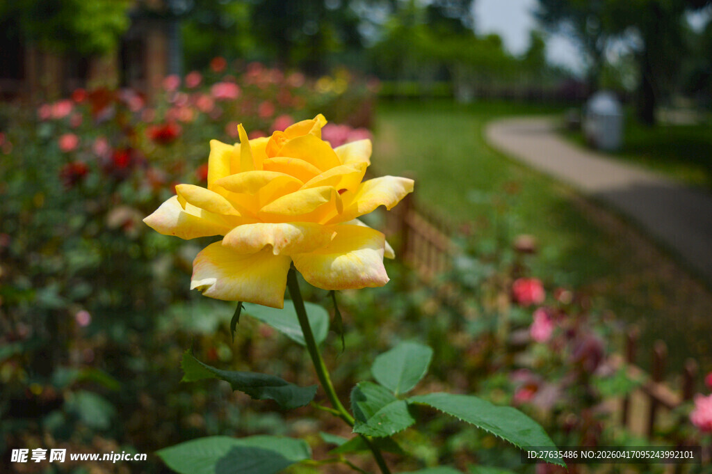 娇艳黄玫瑰绽放于花丛