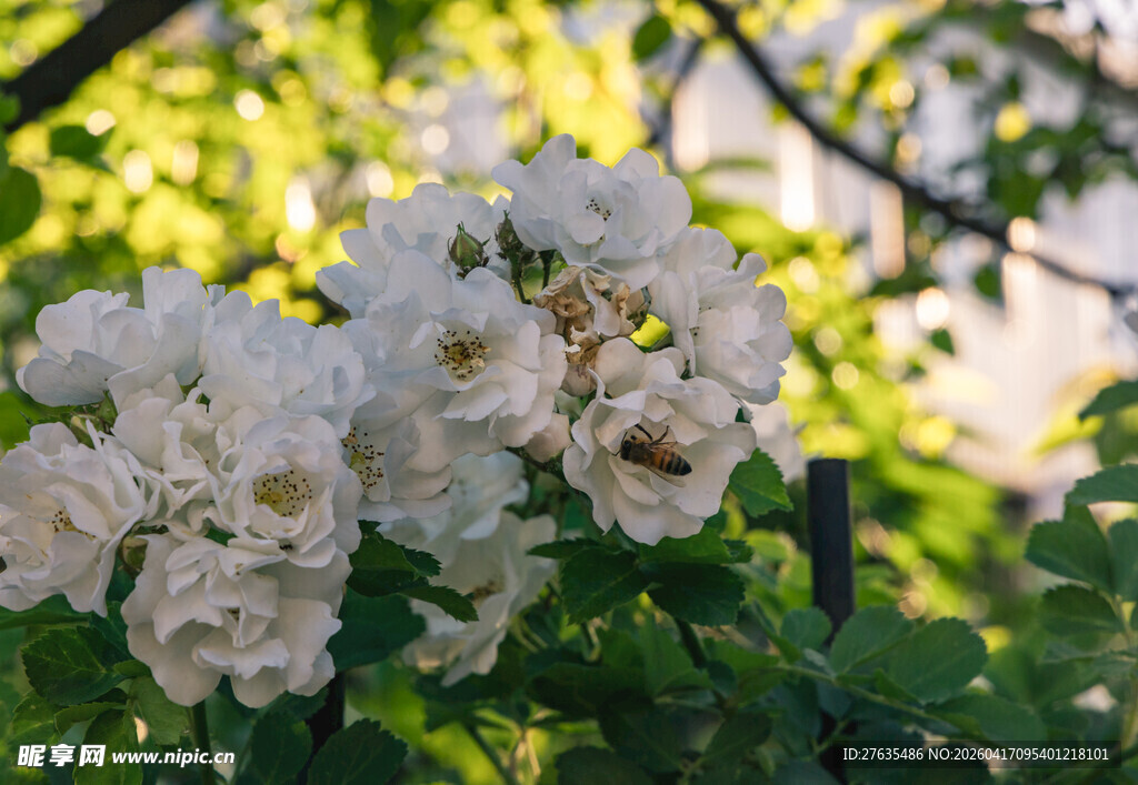 阳光下的白色盛放蔷薇