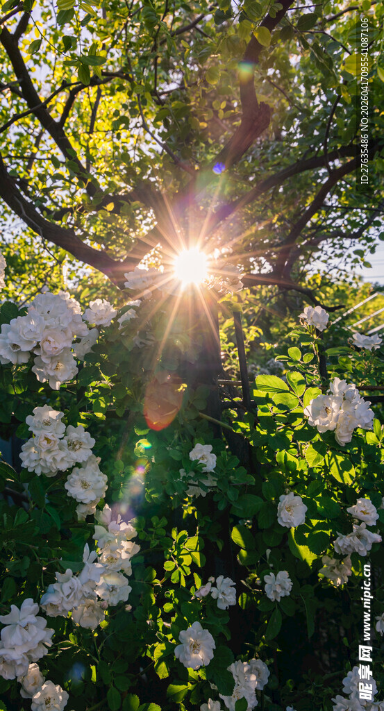 阳光透过繁花的美好瞬间