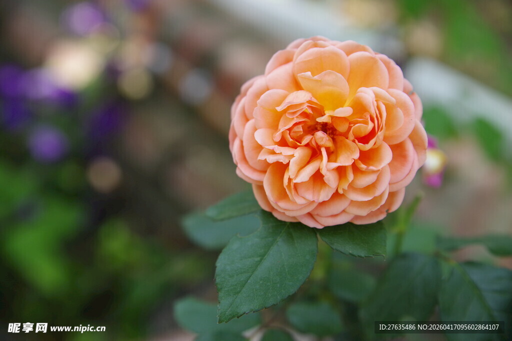 橙色优雅绽放的娇艳玫瑰