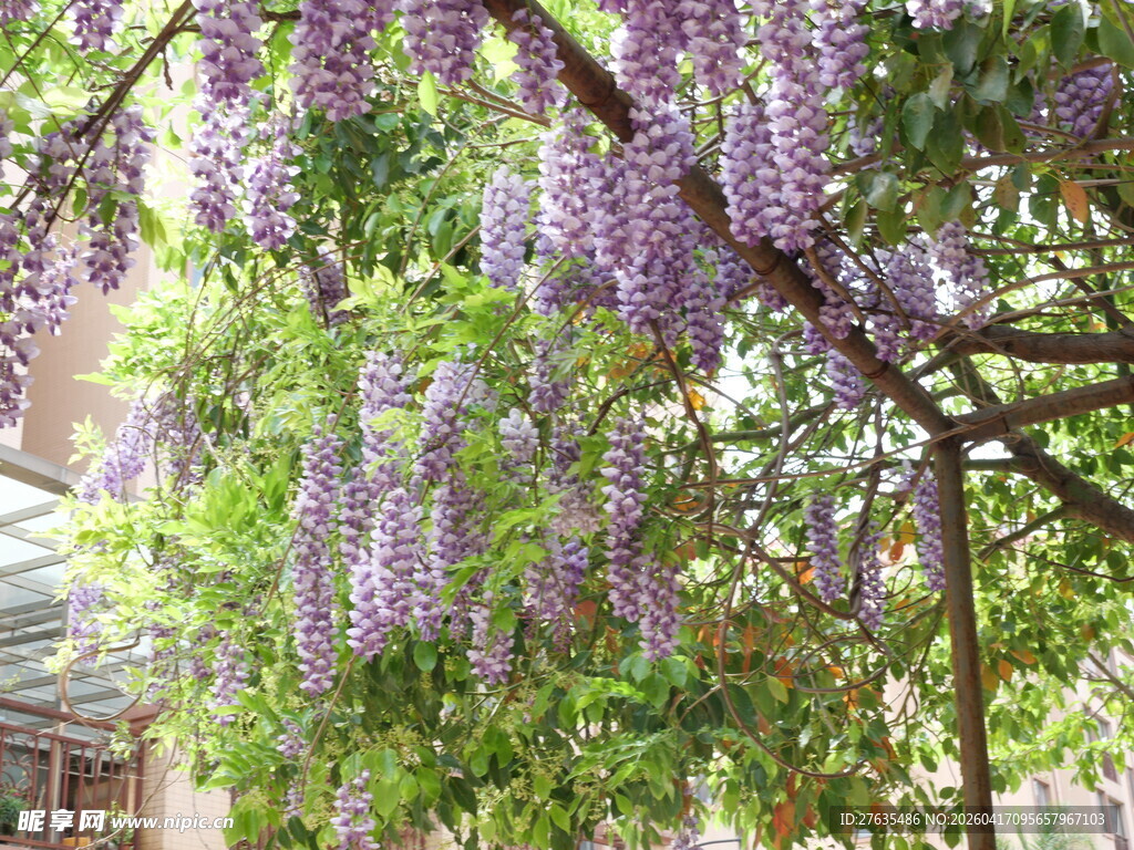 紫藤花垂挂于绿荫花架下