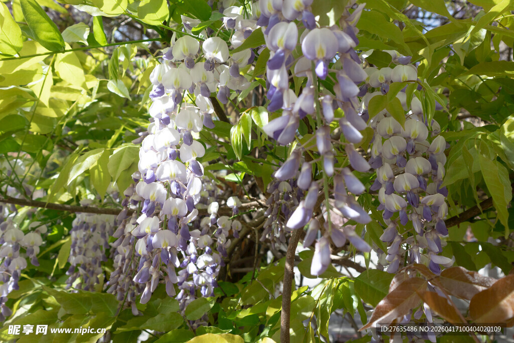 紫藤花绽放于绿叶间