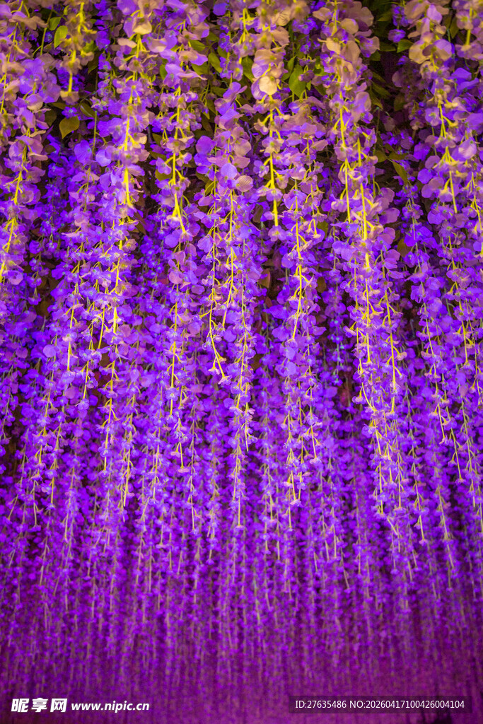 紫色梦幻薰衣草花田